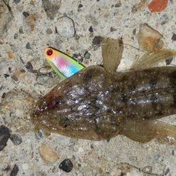 淀川ハクパターン‼コチ（マゴチ）⁇⁇